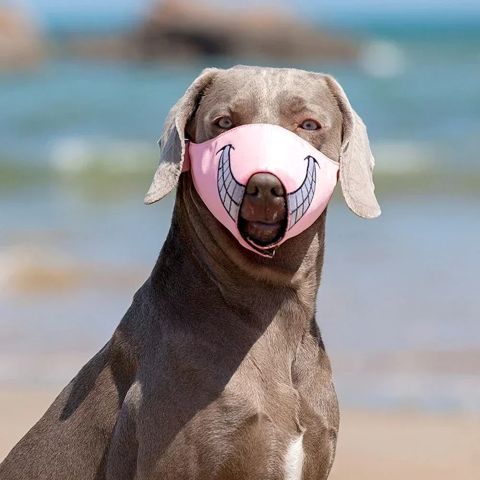 Les différents types de muselières - Mon Chien Charlie