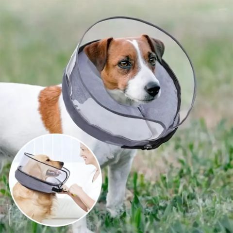 Collerette Chien / Jackson sur Terrier à l'extérieur