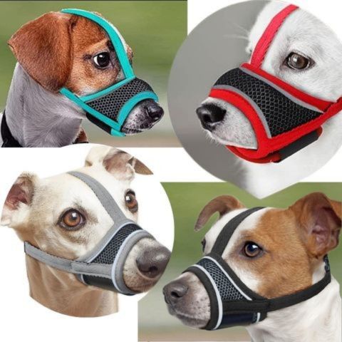Muselière Chien - Pacane 4 variantes différentes