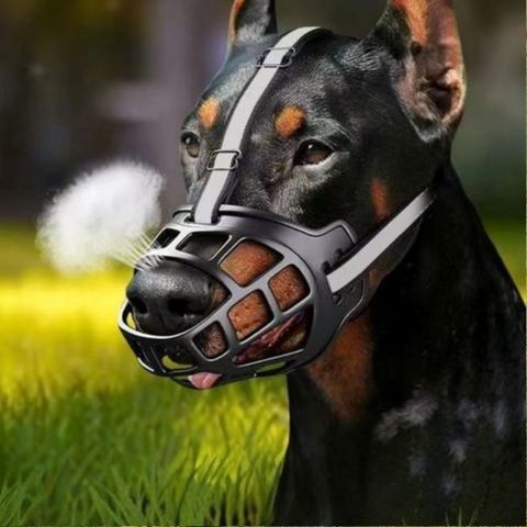 Muselière Chien / Madox - sur Dobermann