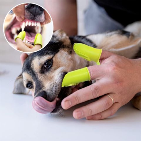 Brosse A Dent Chien / Fidgy - Mon Chien Charlie