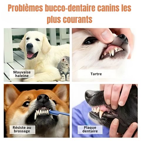 Brosse A Dent Chien / Ruby - Mon Chien Charlie