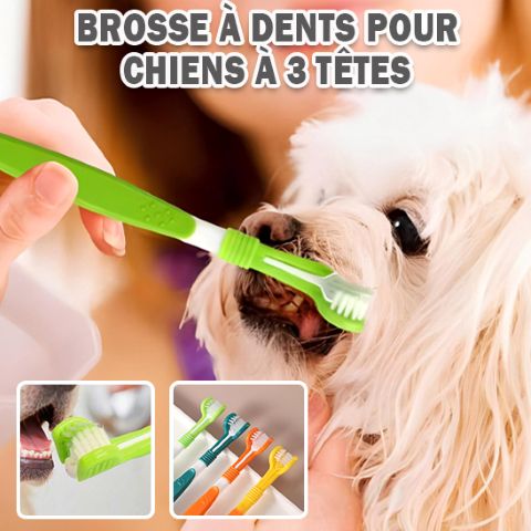 Brosse A Dent Chien / Ruby - Mon Chien Charlie