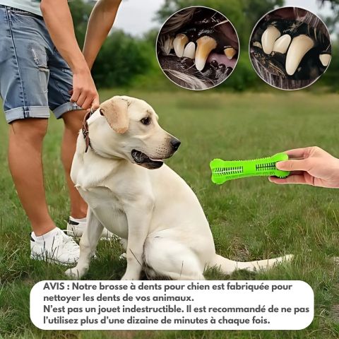 Brosse A Dent Chien / Zoé - Mon Chien Charlie