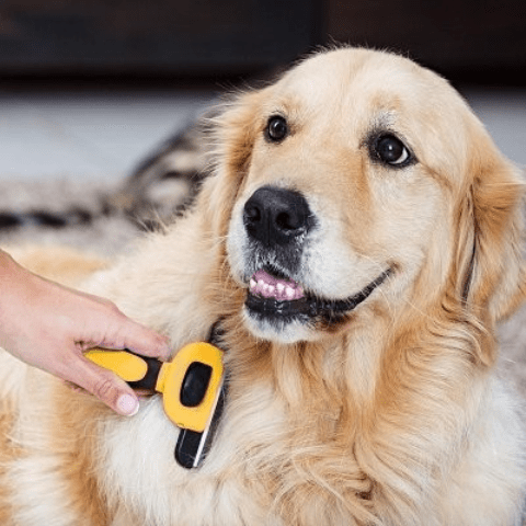 Brosse Pour Chien / Charlie sur Golden