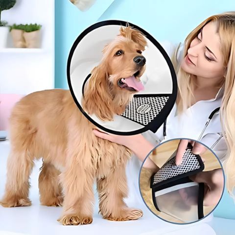 Collerette Chien / Madox - Mon Chien Charlie