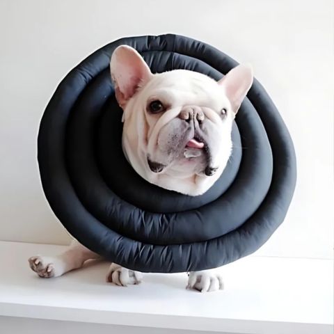 Collerette Chien / Maxy - Mon chien Charlie