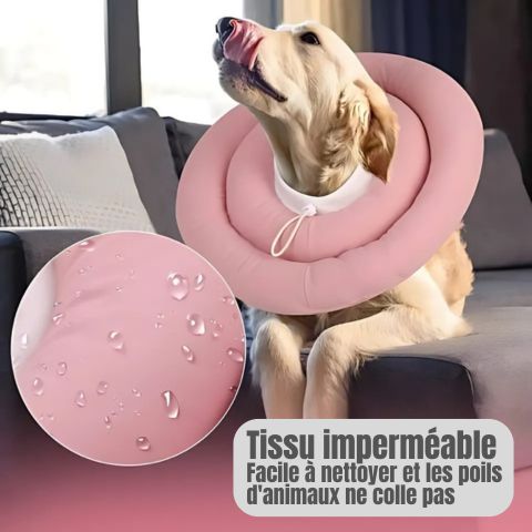 Collerette Chien / Maxy - Mon Chien Charlie