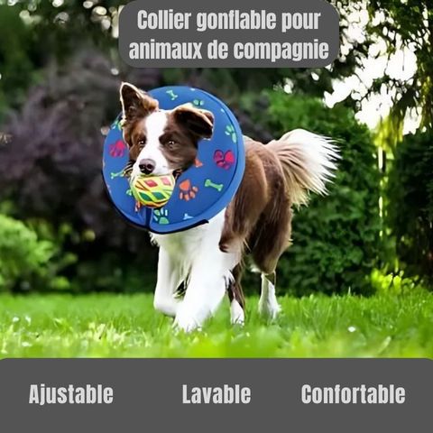 Collerette Chien / Poppy - Mon Chien Charlie