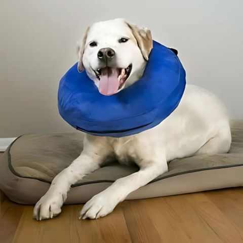 Collerette Chien / Rosco - Mon Chien Charlie