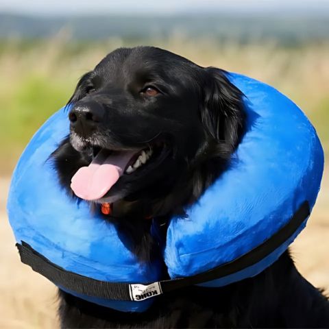 Collerette Chien / Rosco - Mon chien Charlie