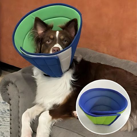Collerette Chien / Tinour - Mon chien Charlie