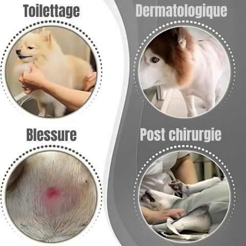Collerette Chien / Tinour - Mon Chien Charlie