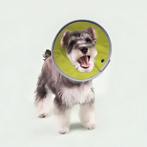 Collerette Chien / Troylie - Mon chien Charlie