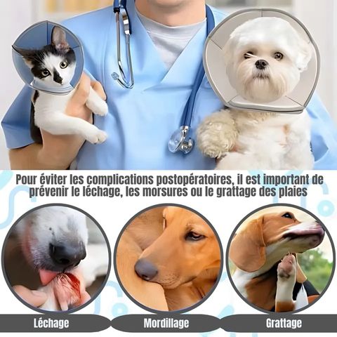Collerette Chien / Zara - Mon Chien Charlie