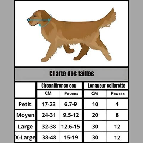 Collerette Chien / Zara - Mon chien Charlie
