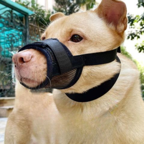 Muselière Chien / Jackson - Mon Chien Charlie