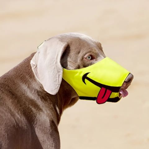 Muselière Chien / Loulou - Mon chien Charlie