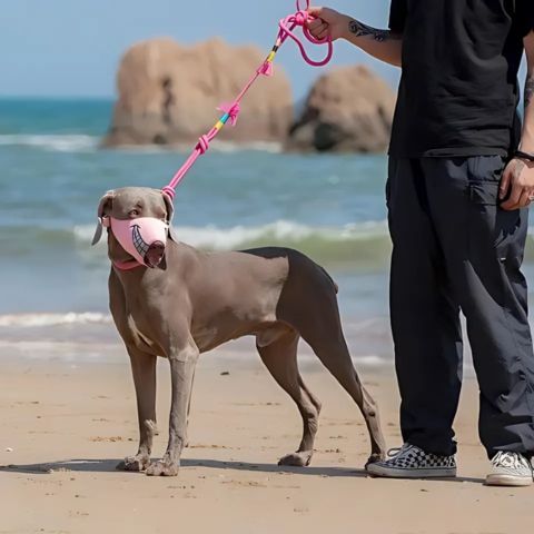 Muselière Chien / Loulou - ajustement parfait