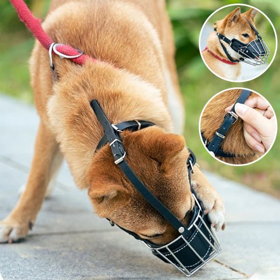 Muselière Chien / Maxy - sur Shiba