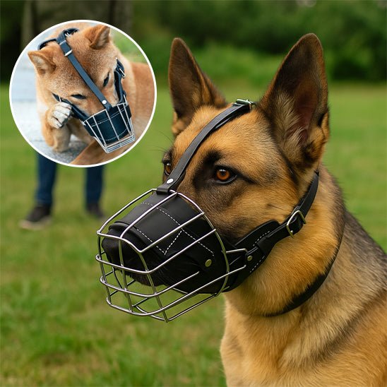 Muselière Chien / Maxy - sur Berger Allemand