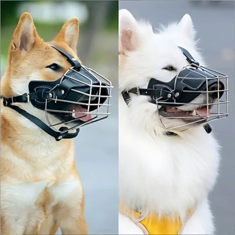 Muselière Chien - Maxy sur Shiba Inu et Samoyède