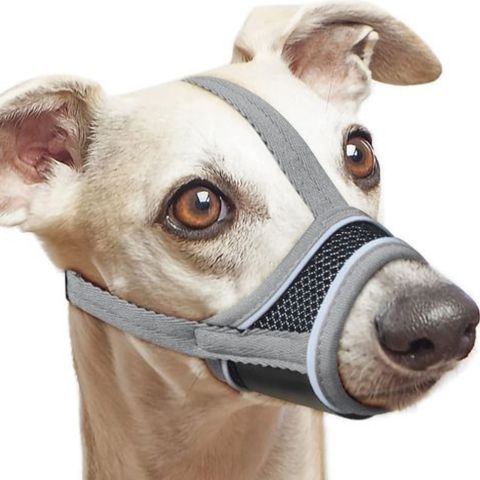Muselière Chien - Pacane variante gris