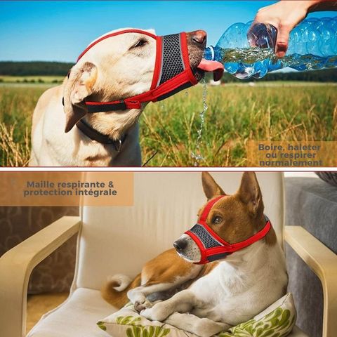 Muselière Chien - Pacane sur chien en train de boire