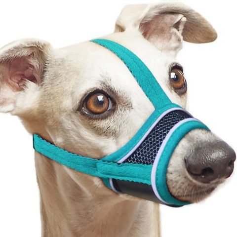Muselière Chien - Pacane variante cyan