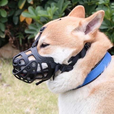 Muselière Chien / Shrek - Mon Chien Charlie