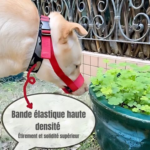 Muselière Chien / Tigars - Mon chien Charlie