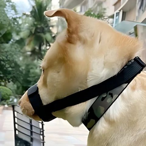Muselière Chien / Tigars - Mon chien Charlie