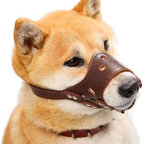 Muselière Chien / Tiloup - Mon Chien Charlie