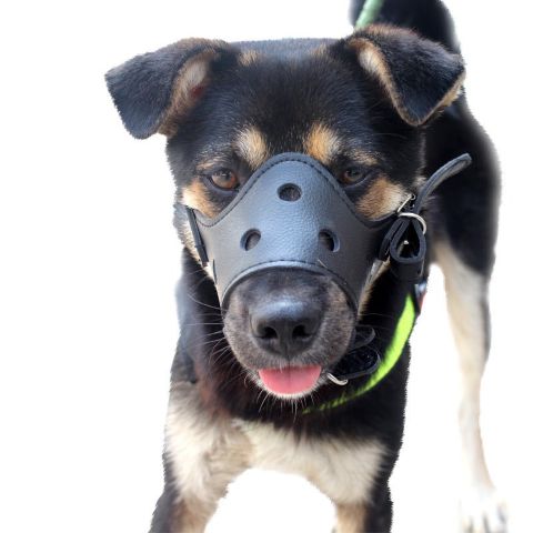 Muselière Chien / Tiloup - Mon Chien Charlie
