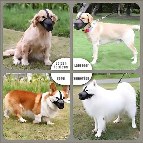 Muselière Chien / Troylie - Mon chien Charlie