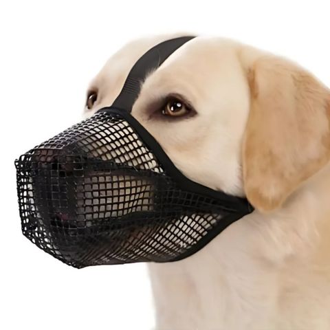 Muselière Chien / Troylie - Mon chien Charlie