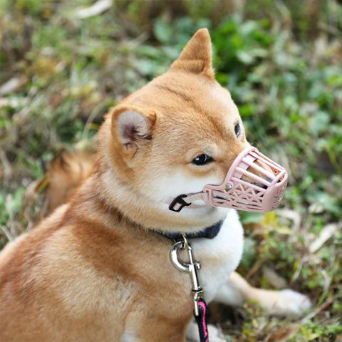 Muselière Chien / Westcott - Mon Chien Charlie