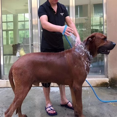 Toilettage Chien / La Douchette Ruby - Mon Chien Charlie