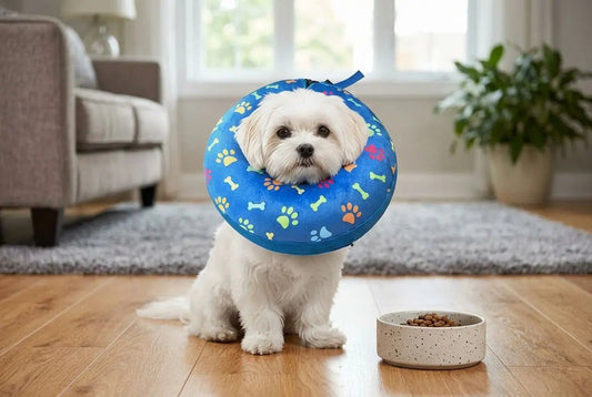 Alternatives à la collerette chien : quelle collerette choisir ?