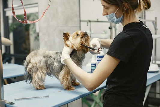 Brosse efficace pour chien qui perd ses poils : comment choisir ?