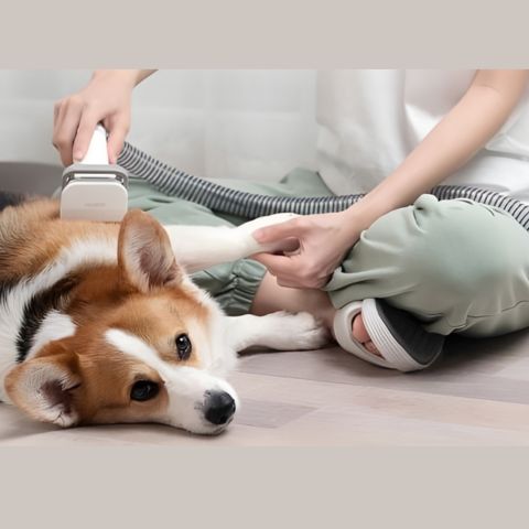 Brosse coupe noeuds aspirante sur Corgi couché et profitant du moment