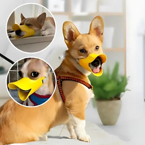 Combien de temps laisser une muselière à son chien - Mon Chien Charlie