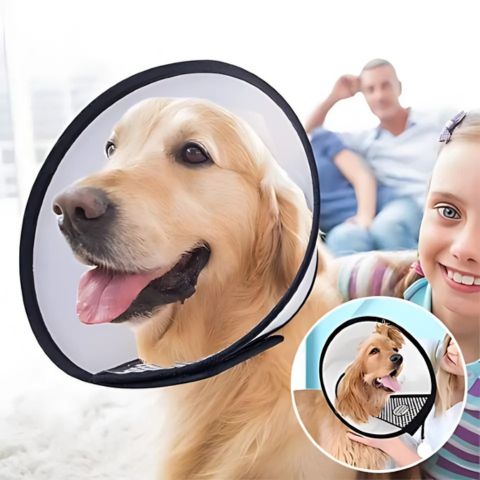 Comment mettre une collerette à votre chien - Guide complet - Mon Chien Charlie