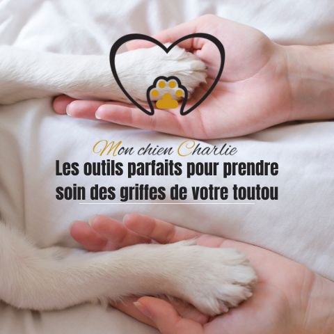 Coupe griffe chien: Les différents produits et leur utilités - Mon Chien Charlie