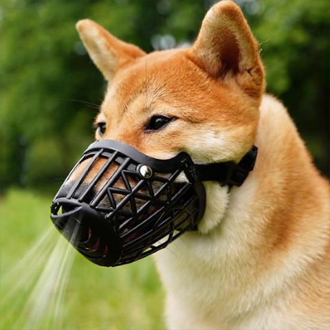 Les différents types de muselières - Mon Chien Charlie