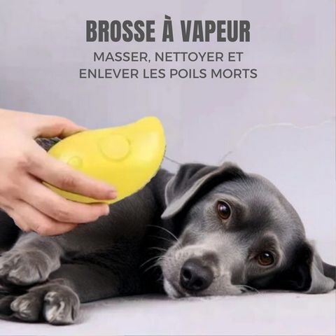 Brosse Chien - Vapeur Pacane sur bébé Labrador noir