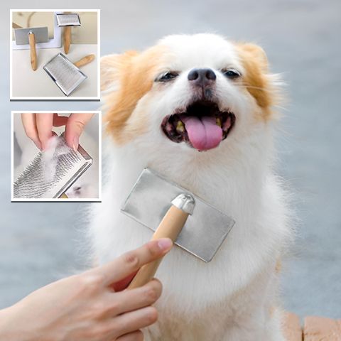 Brosse Pour Chien - Jackson sur Chihuahua