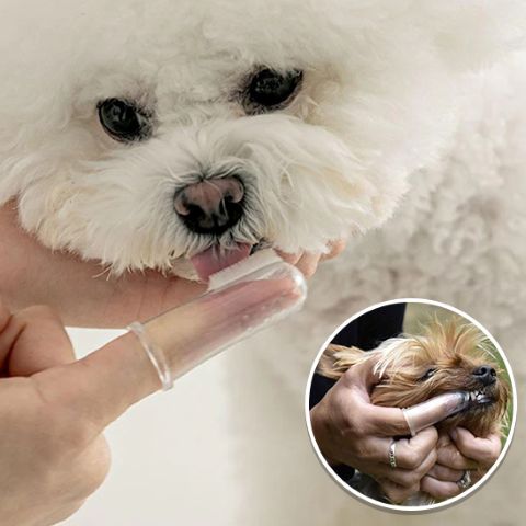 Brosse a dent chien sur Bichon Maltais