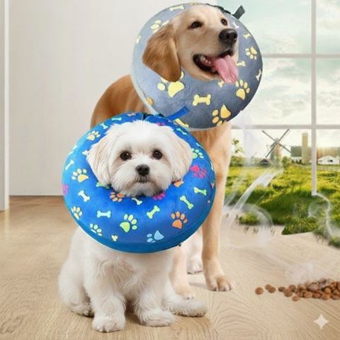 Collerette Chien / Poppy - sur Bichon et Labrador