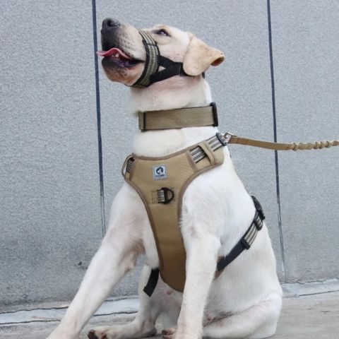 Muselière Chien / Keira - sur chien en entrainement